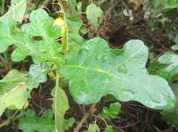 Solanum linnaeanum leaf lobes sometimes shallow